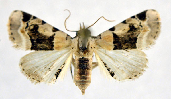 /filer/webapps/moths/media/images/O/ochrographa_Metachrostis_A_NHMO.jpg