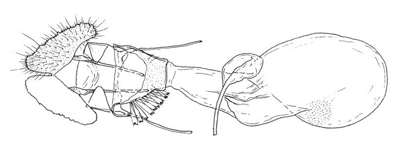 /filer/webapps/moths/media/images/O/ochrolegnia_Sanguinograptis_GF_BMNH.jpg