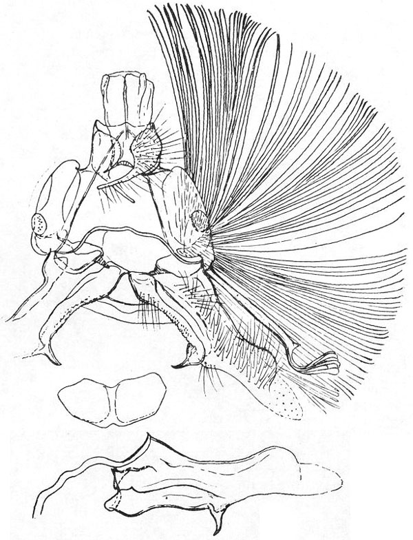 /filer/webapps/moths/media/images/O/ochrolegnia_Sanguinograptis_GMHT_Wojtusiak.jpg