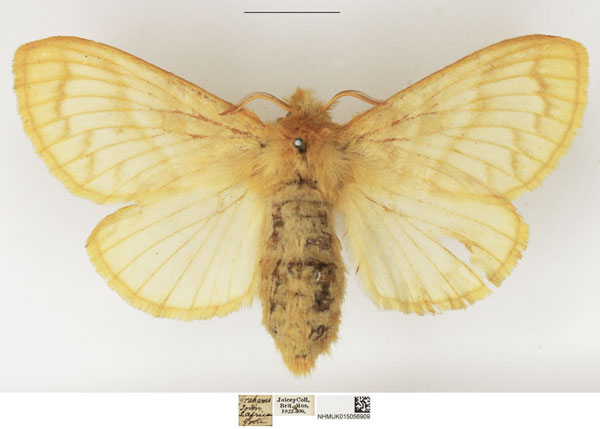 /filer/webapps/moths/media/images/O/ochroleuca_Bombycopsis_AF_NHMUK.jpg