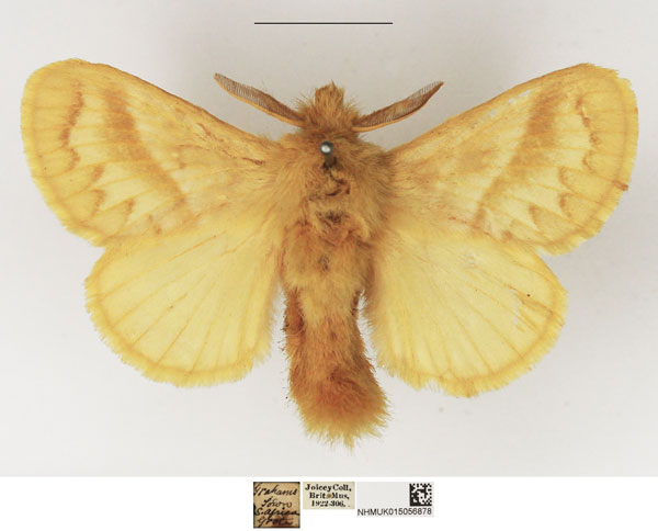 /filer/webapps/moths/media/images/O/ochroleuca_Bombycopsis_AM_NHMUK.jpg