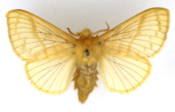 /filer/webapps/moths/media/images/O/ochroleuca_Bombycopsis_AM_SNHM.jpg