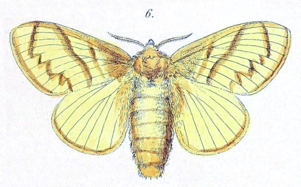 /filer/webapps/moths/media/images/O/ochroleuca_Bombycopsis_HT_Felder_1874_84-6.jpg