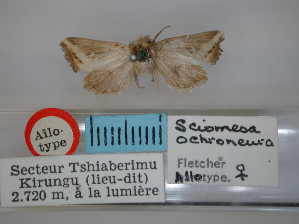 /filer/webapps/moths/media/images/O/ochroneura_Sciomesa_AT_RMCA_01.jpg