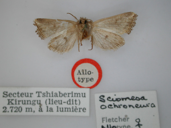 /filer/webapps/moths/media/images/O/ochroneura_Sciomesa_AT_RMCA_02.jpg