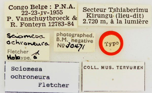/filer/webapps/moths/media/images/O/ochroneura_Sciomesa_HTLBL_RMCA.jpg
