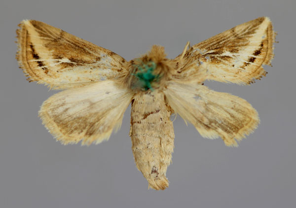 /filer/webapps/moths/media/images/O/ochroneura_Sciomesa_HT_RMCA_03.jpg