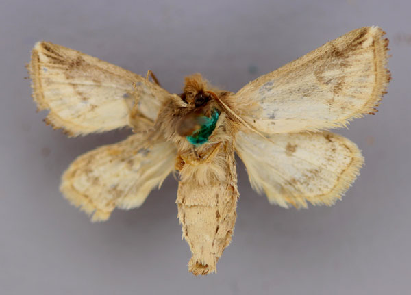 /filer/webapps/moths/media/images/O/ochroneura_Sciomesa_HT_RMCA_04.jpg