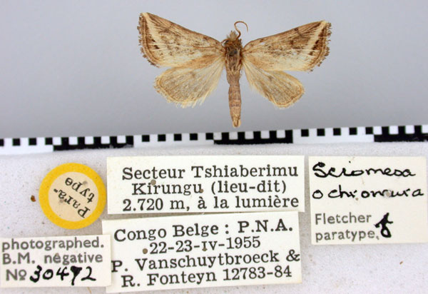 /filer/webapps/moths/media/images/O/ochroneura_Sciomesa_PT_BMNH.jpg