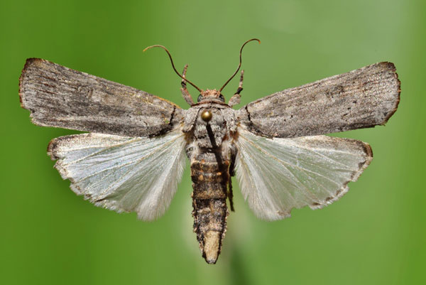 /filer/webapps/moths/media/images/O/ochroprocta_Lophotarsia_A_Butler.jpg