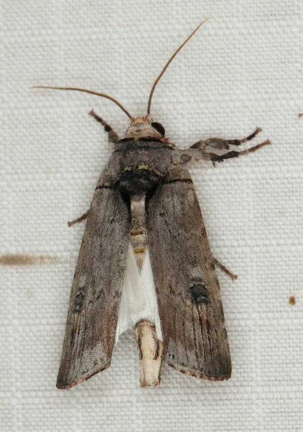 /filer/webapps/moths/media/images/O/ochroprocta_Lophotarsia_A_Heyns_01.jpg