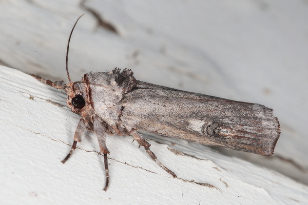 /filer/webapps/moths/media/images/O/ochroprocta_Lophotarsia_A_Heyns_02.JPG