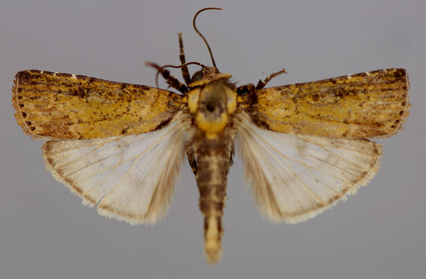 /filer/webapps/moths/media/images/O/ochroprocta_Lophotarsia_A_RMCA_01.jpg