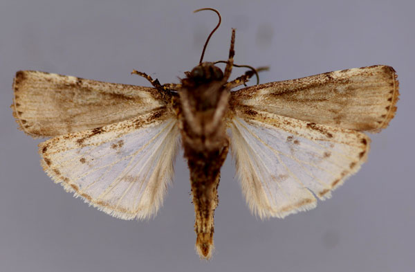 /filer/webapps/moths/media/images/O/ochroprocta_Lophotarsia_A_RMCA_02.jpg