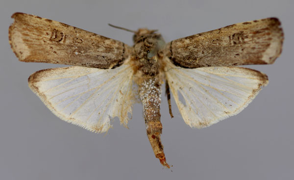 /filer/webapps/moths/media/images/O/ochroprocta_Lophotarsia_A_RMCA_03.jpg