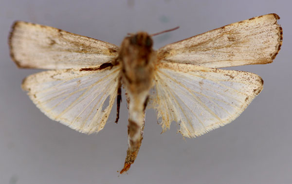 /filer/webapps/moths/media/images/O/ochroprocta_Lophotarsia_A_RMCA_04.jpg