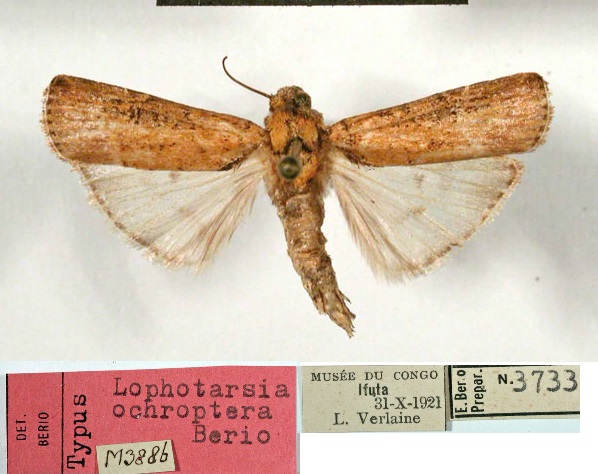 /filer/webapps/moths/media/images/O/ochroptera_Lophotarsia_HTM_MSNM.jpg