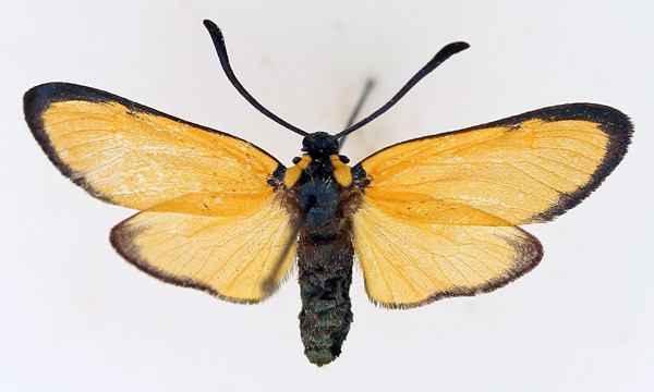 /filer/webapps/moths/media/images/O/ochroptera_Praezygaena_AF_TMSA.jpg