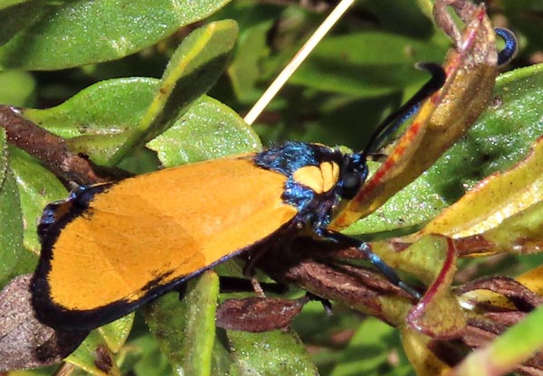 /filer/webapps/moths/media/images/O/ochroptera_Praezygaena_A_Braun_04.jpg