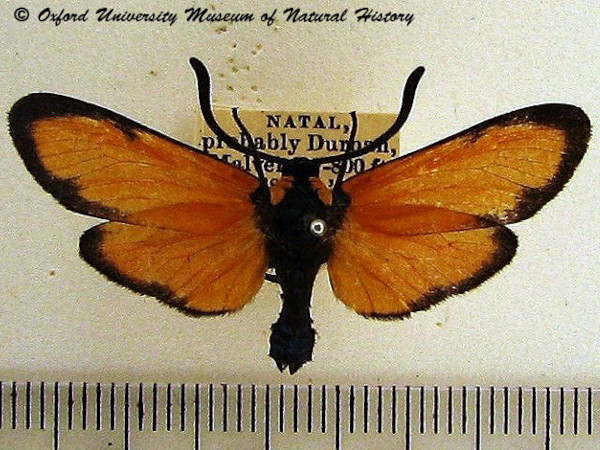 /filer/webapps/moths/media/images/O/ochroptera_Praezygaena_A_OUMNH.jpg