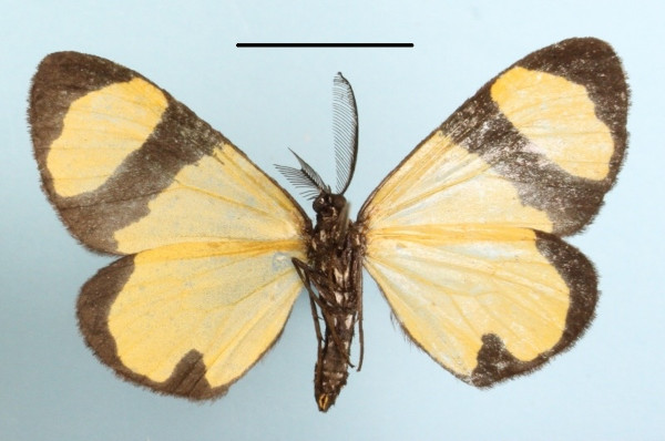 /filer/webapps/moths/media/images/O/ochroptera_Terina_MGCLb_01.JPG