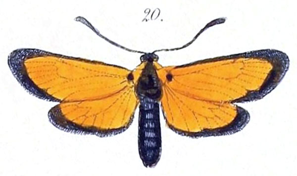 /filer/webapps/moths/media/images/O/ochroptera_Zygaena_HT_Felder_1874_82-20.jpg