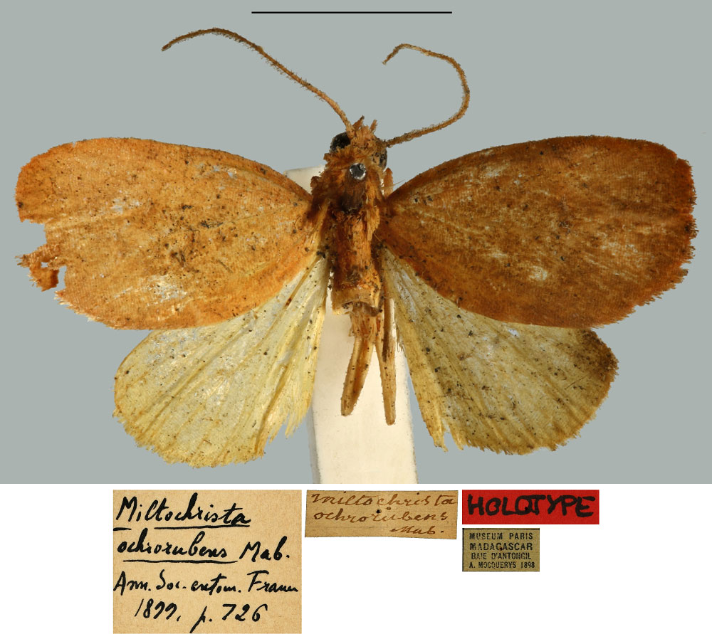 /filer/webapps/moths/media/images/O/ochrorubens_Miltochrista_HT_MNHN.jpg