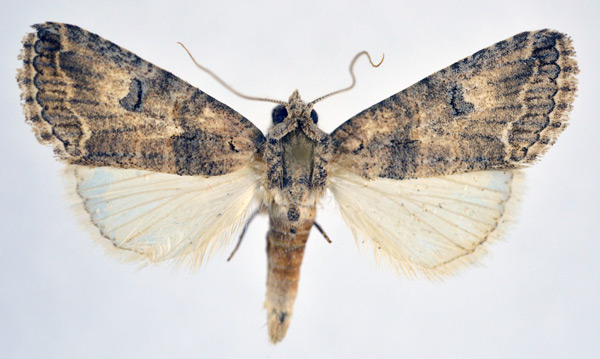 /filer/webapps/moths/media/images/O/ochrosia_Proconis_A_NHMO.jpg