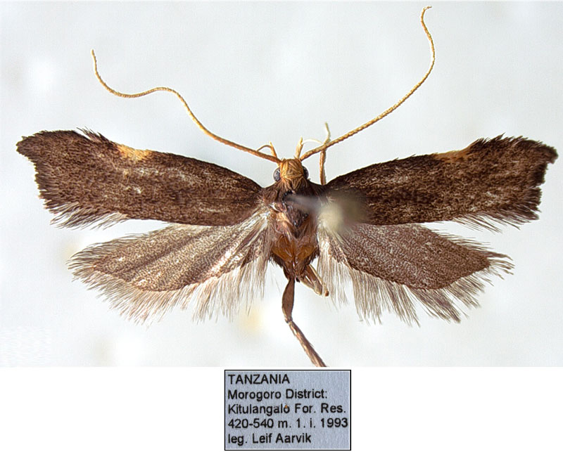 /filer/webapps/moths/media/images/O/ochrospilosa_Thubdora_HT_NHMO.jpg