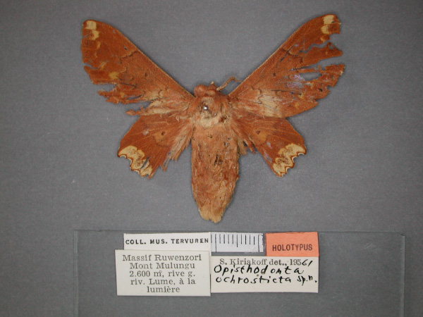 /filer/webapps/moths/media/images/O/ochrosticta_Morongea_HT_RMCA_01.jpg