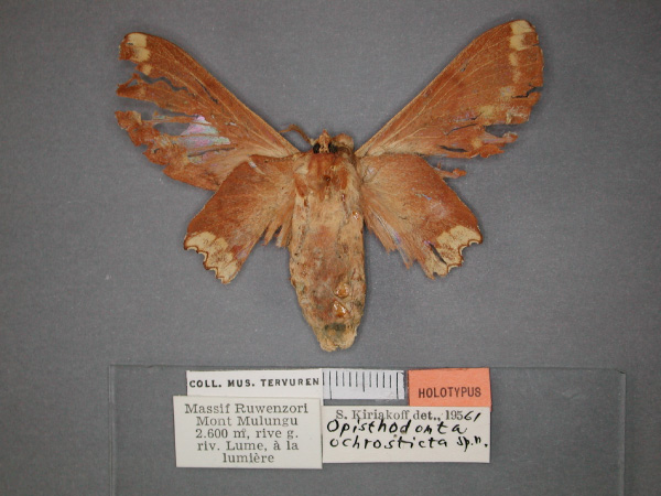 /filer/webapps/moths/media/images/O/ochrosticta_Morongea_HT_RMCA_02.jpg