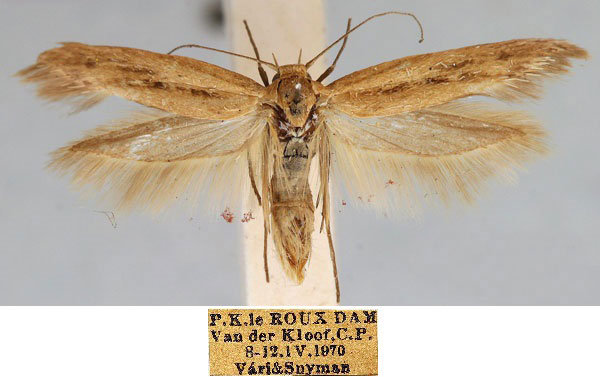 /filer/webapps/moths/media/images/O/ochrosuffusella_Haploscythris_HT_TMSA_rWoX7v5.jpg