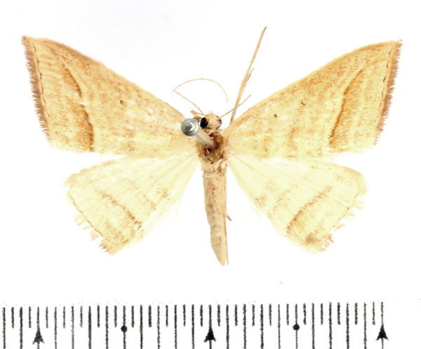 /filer/webapps/moths/media/images/O/ochrota_Loxioda_AF_BMNH_01.jpg