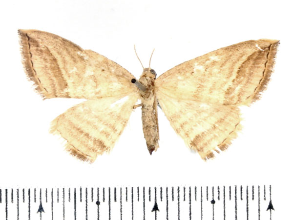 /filer/webapps/moths/media/images/O/ochrota_Loxioda_AF_BMNH_02.jpg