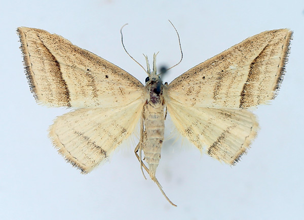 /filer/webapps/moths/media/images/O/ochrota_Loxioda_AF_TMSA_01.jpg