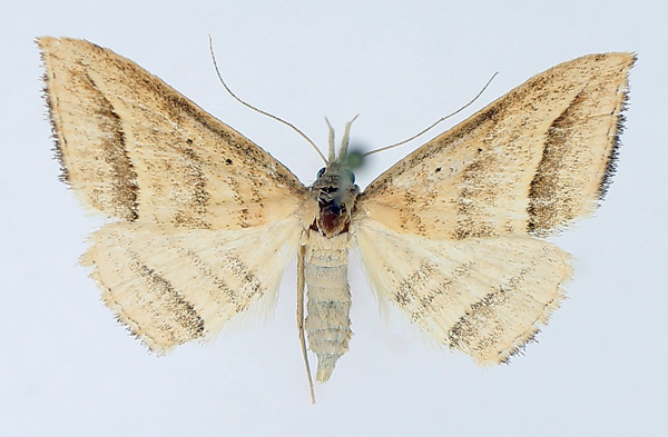 /filer/webapps/moths/media/images/O/ochrota_Loxioda_AF_TMSA_02.jpg