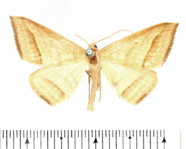 /filer/webapps/moths/media/images/O/ochrota_Loxioda_AM_BMNH.jpg