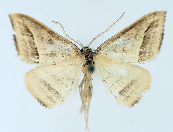 /filer/webapps/moths/media/images/O/ochrota_Loxioda_AM_TMSA_01.jpg