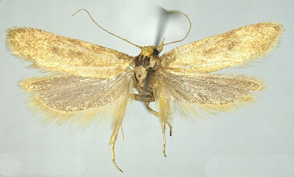 /filer/webapps/moths/media/images/O/ochroxantha_Scrobipalpa_PTF_TMSA_01.jpg