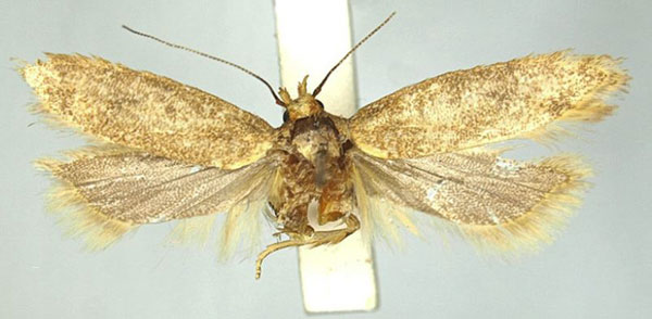 /filer/webapps/moths/media/images/O/ochroxantha_Scrobipalpa_PTF_TMSA_02.jpg