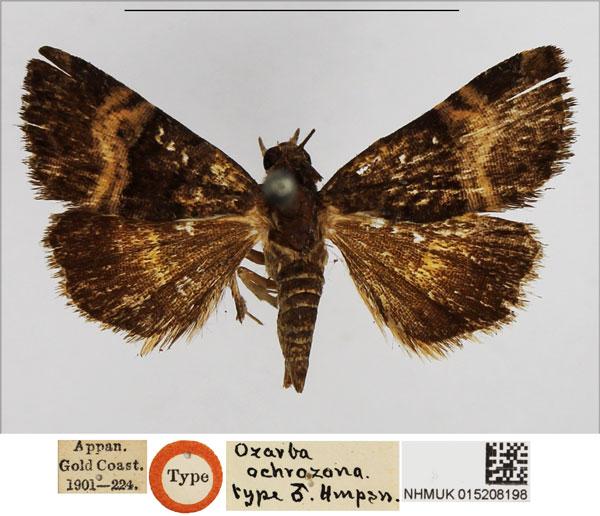 /filer/webapps/moths/media/images/O/ochrozona_Ozarba_HT_NHMUK.jpg