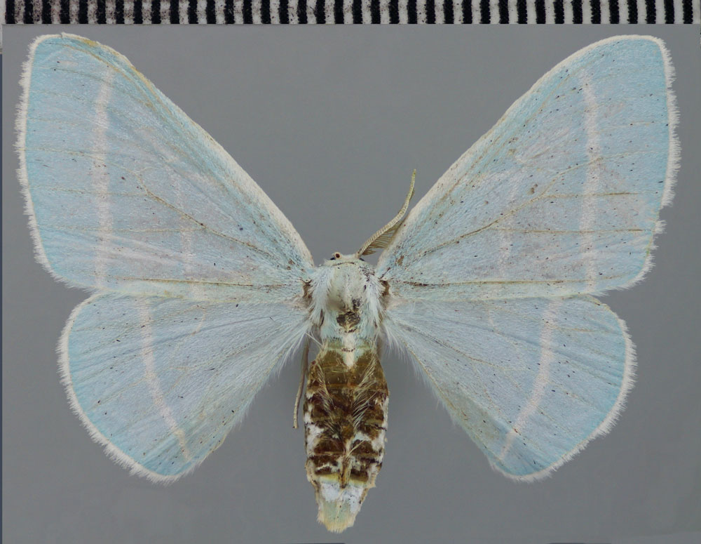 /filer/webapps/moths/media/images/O/ochsei_Trimetopia_PTF_ZSM.jpg