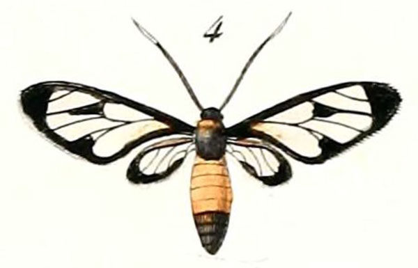 /filer/webapps/moths/media/images/O/ochsenheimeri_Syntomis_HT_Boisduval_7_4.jpg