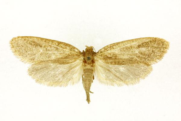 /filer/webapps/moths/media/images/O/ochthopsamma_Melasina_AF_RMCA.jpg