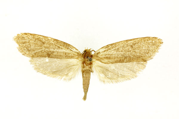 /filer/webapps/moths/media/images/O/ochthopsamma_Melasina_STF_RMCA.jpg