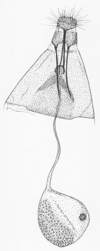 /filer/webapps/moths/media/images/O/ocimellus_Phyllonorycter_GF_DePrins3693.jpg