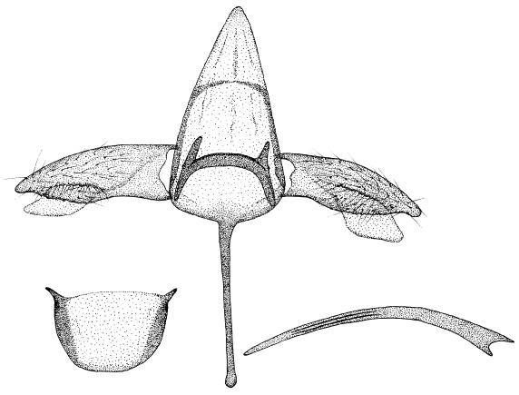 /filer/webapps/moths/media/images/O/ocimellus_Phyllonorycter_GM_DePrins3400.jpg
