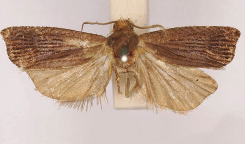 /filer/webapps/moths/media/images/O/ocnogramma_Laspeyresia_HT_SAMC.jpg