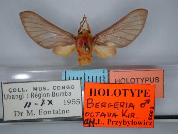 /filer/webapps/moths/media/images/O/octava_Bergeria_HT_RMCA_01.jpg