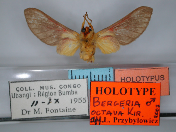 /filer/webapps/moths/media/images/O/octava_Bergeria_HT_RMCA_02.jpg